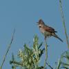 Common Whitethroat